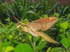 Xylophanes chiron
