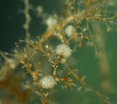 Eubranchus rupium