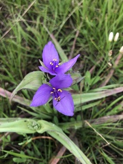 Tradescantia ohiensis