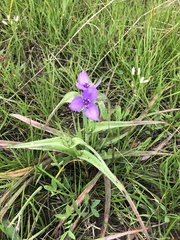 Tradescantia ohiensis
