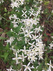 Clematis terniflora