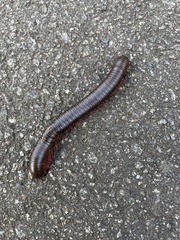 Narceus americanus