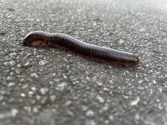 Narceus americanus