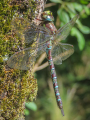 Rhionaeschna marchali