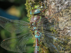 Rhionaeschna marchali