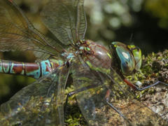 Rhionaeschna marchali