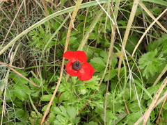 Ranunculus asiaticus