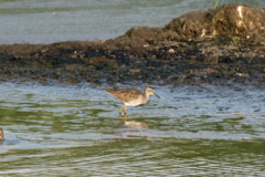 Tringa glareola