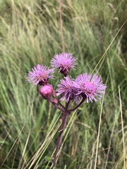 Campuloclinium macrocephalum