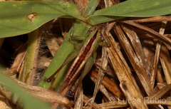Conocephalus doryphorus