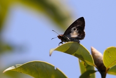 Gerosis phisara