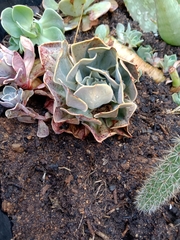 Echeveria runyonii