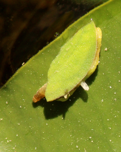 Waterlily Leafcutter Moth