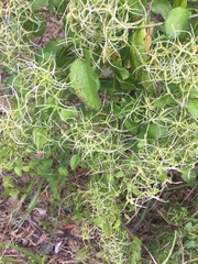 Clematis terniflora
