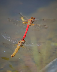 Sympetrum gilvum