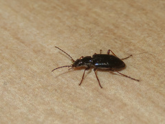 Platyninae