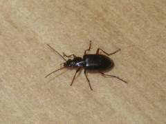 Platyninae