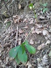 Helleborus orientalis