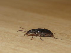 Platyninae
