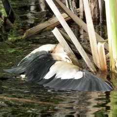 Ixobrychus minutus payesii