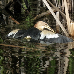 Ixobrychus minutus payesii