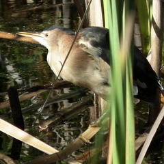 Ixobrychus minutus payesii