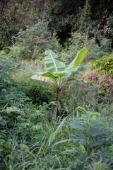 Musa acuminata