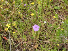 Erodium gruinum