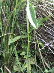 Campuloclinium macrocephalum
