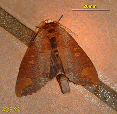 Phalera grotei