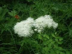 Thalictrum aquilegiifolium