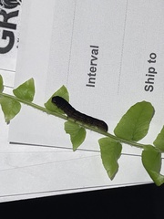 Callopistria floridensis