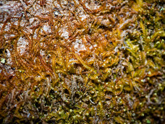 Odontoschisma denudatum