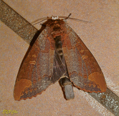 Phalera grotei