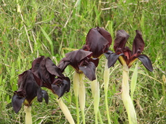 Iris atropurpurea