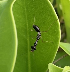 Odontomantis