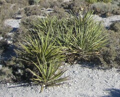 Yucca schidigera