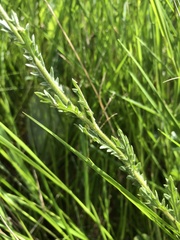 Nidorella podocephala