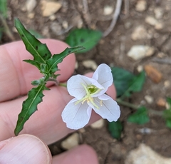Oenothera tetraptera