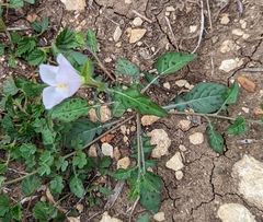 Oenothera tetraptera