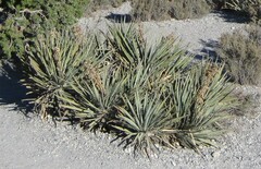 Yucca baccata