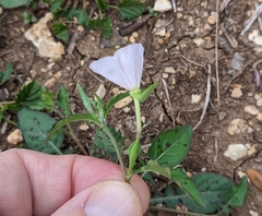 Oenothera tetraptera