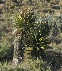 Yucca schidigera