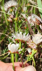 Lampranthus falcatus