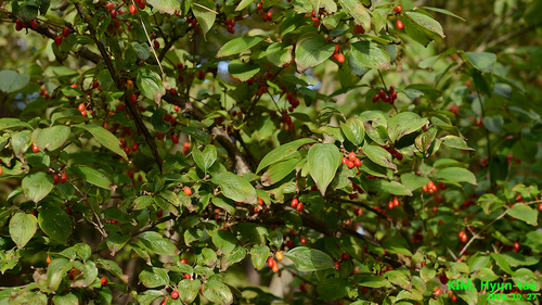 Cornus officinalis