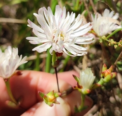Lampranthus falcatus