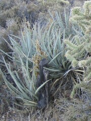 Yucca baccata