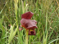 Iris atropurpurea