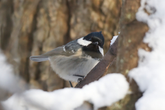 Periparus ater