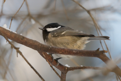 Periparus ater